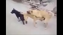 سكس مع كلاب احلى افلام سكس كلاب 2020 كلب مع بنت